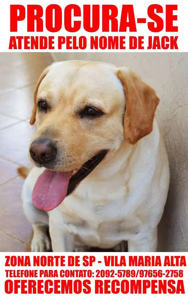 Cachorro ra a Labrador idade 5 anos nome JACK GRATIFICA