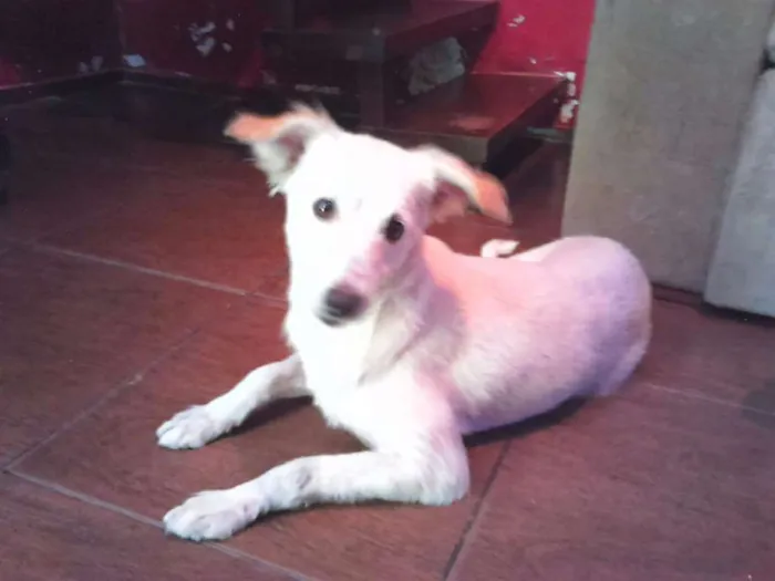 Cachorro ra a srd idade 2 anos nome Nina