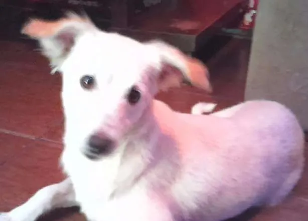 Cachorro ra a srd idade 2 anos nome Nina
