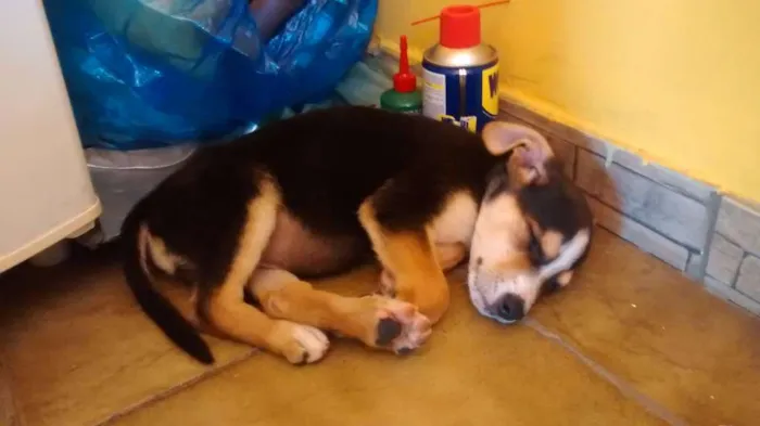 Cachorro ra a Viralata idade 2 a 6 meses nome Chaves
