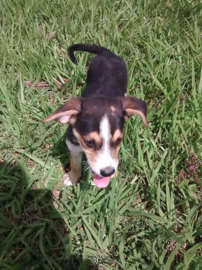 Cachorro ra a Viralata idade 2 a 6 meses nome Chaves
