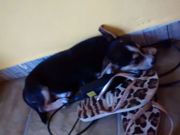 Cachorro ra a Viralata idade 2 a 6 meses nome Chaves