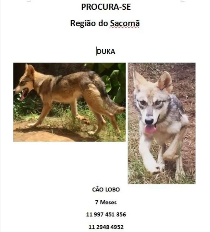 Cachorro ra a cao lobo  idade 2 a 6 meses nome duka