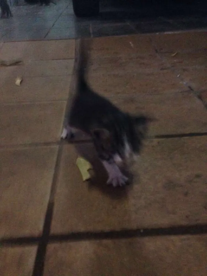 Gato ra a Vira Lata idade Abaixo de 2 meses nome Sem Nomes
