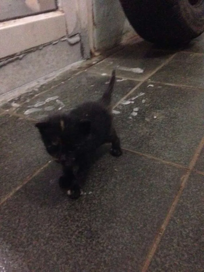 Gato ra a Vira Lata idade Abaixo de 2 meses nome Sem Nomes