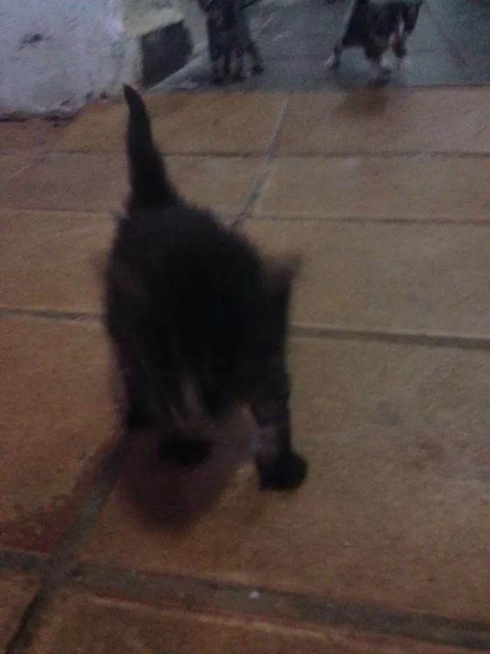 Gato ra a Vira Lata idade Abaixo de 2 meses nome Sem Nomes