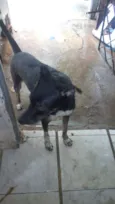 preto