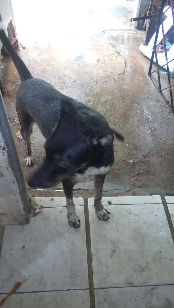 Cachorro raça mistura de rotevale + pastor alemão  idade 3 anos nome preto