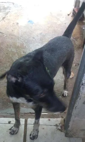 Cachorro raça mistura de rotevale + pastor alemão  idade 3 anos nome preto