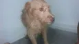 Benji