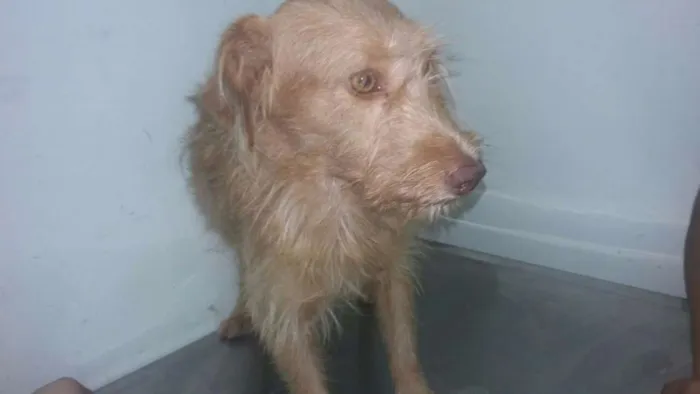 Cachorro ra a SRD idade 2 a 6 meses nome Benji