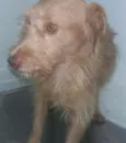 Benji
