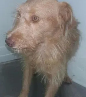 Cachorro raça SRD idade 2 a 6 meses nome Benji