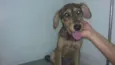 Amora