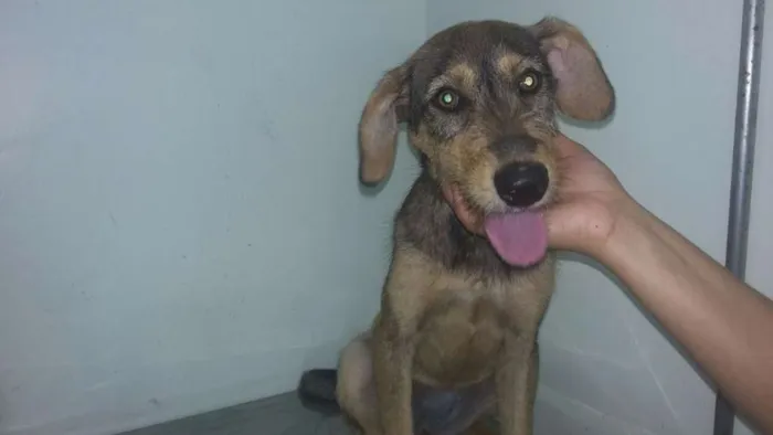 Cachorro ra a SRD idade 2 a 6 meses nome Amora