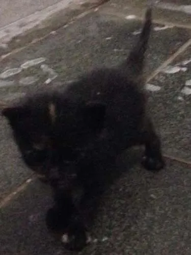 Gato ra a Vira Lata idade Abaixo de 2 meses nome Sem Nomes