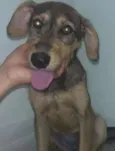 Amora