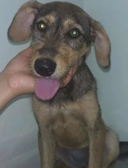 Cachorro ra a SRD idade 2 a 6 meses nome Amora