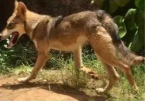 Cachorro raça cao lobo  idade 2 a 6 meses nome duka