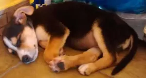 Cachorro raça Viralata idade 2 a 6 meses nome Chaves
