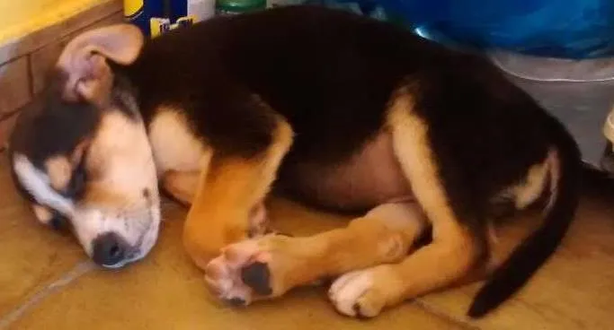 Cachorro ra a Viralata idade 2 a 6 meses nome Chaves