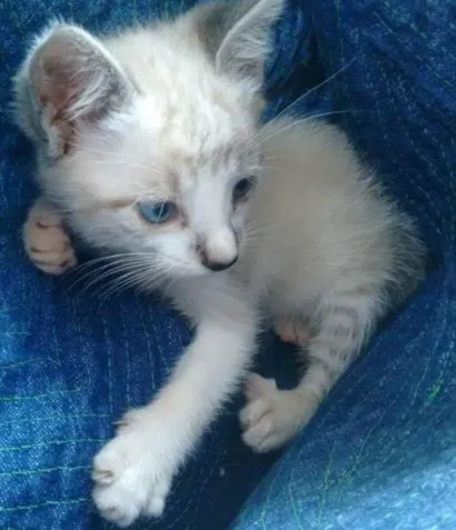 Gato raça SRD idade 2 a 6 meses nome Lia