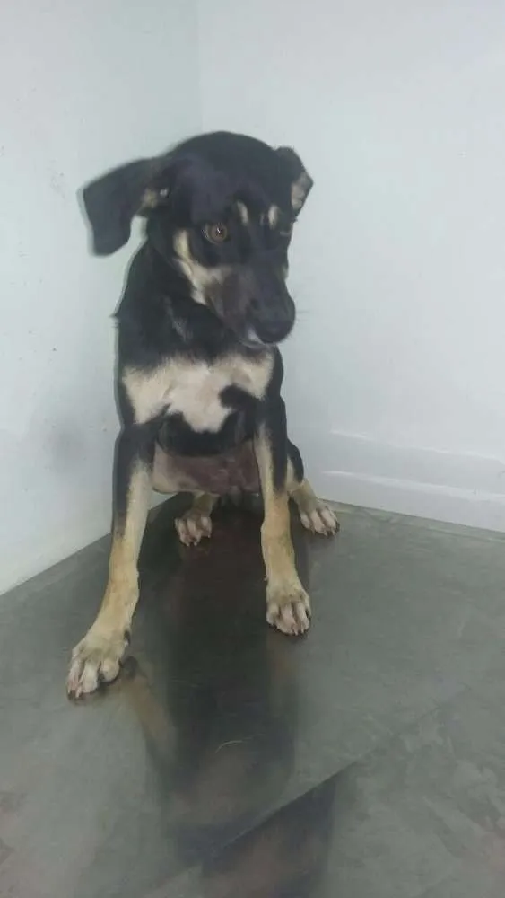 Cachorro ra a SRD idade 2 a 6 meses nome Duda