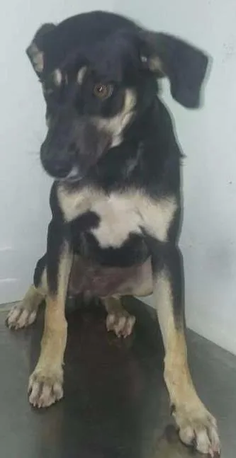Cachorro ra a SRD idade 2 a 6 meses nome Duda