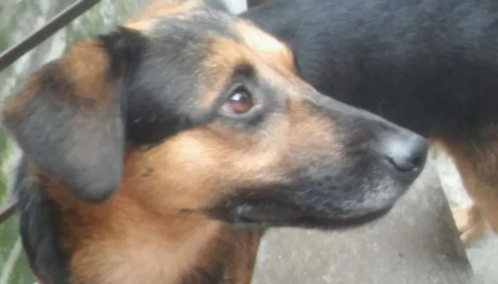 Cachorro ra a Vira Lata idade 2 anos nome Marley