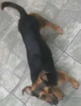 Bob