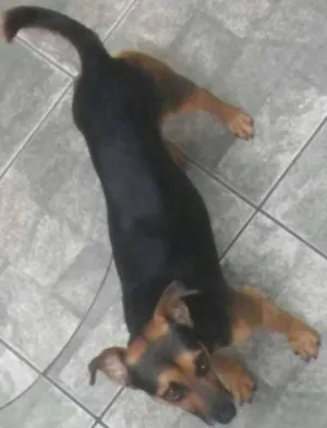 Cachorro raça Vira Lata idade 2 anos nome Bob