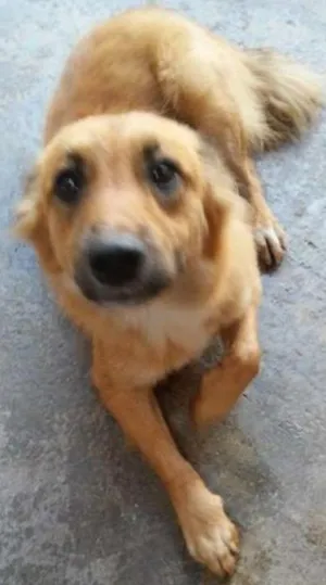 Cachorro raça SRD idade 2 a 6 meses nome SRD