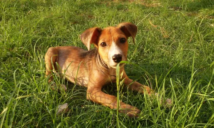 Cachorro ra a SRD idade 2 a 6 meses nome Bebe 