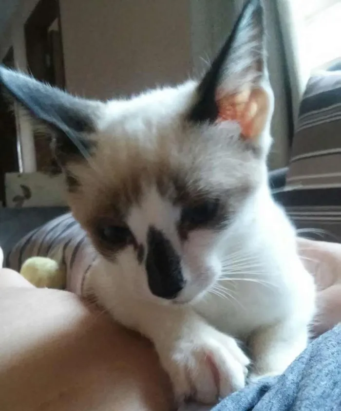 Gato raça SRD idade 2 a 6 meses nome Junior