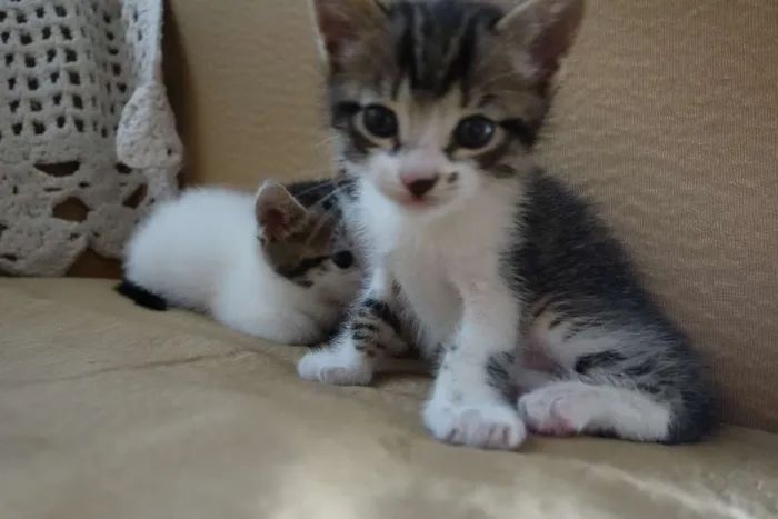Gato ra a  idade Abaixo de 2 meses nome Sem Nome