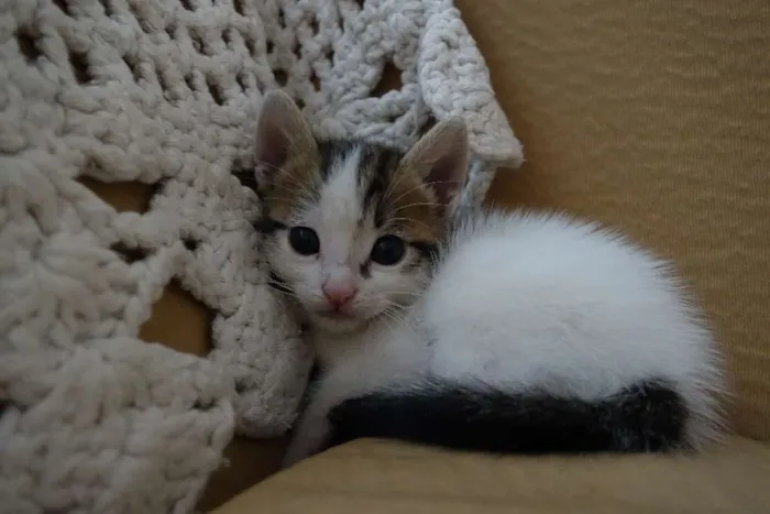 Gato ra a  idade Abaixo de 2 meses nome Sem Nome