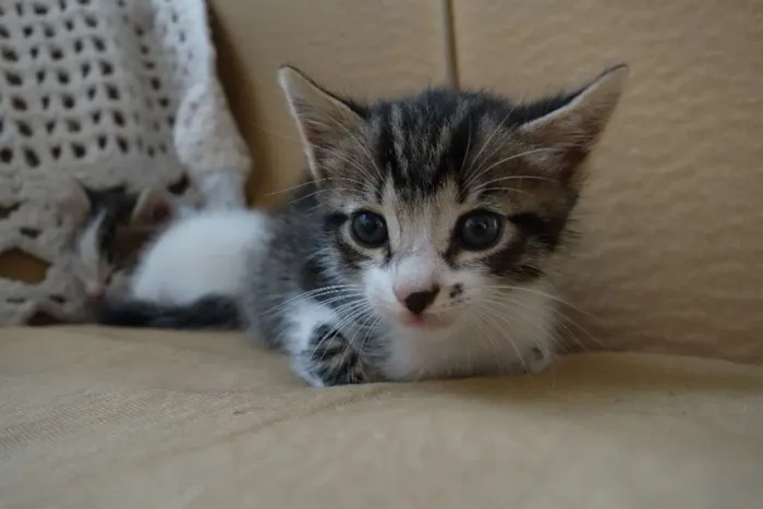 Gato ra a  idade Abaixo de 2 meses nome Sem Nome
