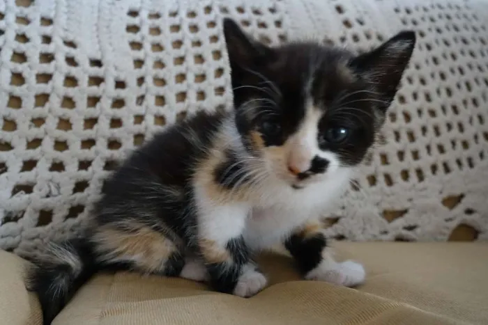 Gato ra a  idade Abaixo de 2 meses nome Sem Nome