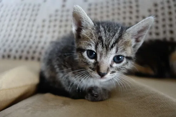 Gato ra a  idade Abaixo de 2 meses nome Sem Nome