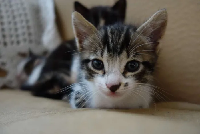 Gato ra a  idade Abaixo de 2 meses nome Sem Nome