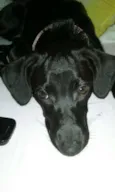 maluzinha