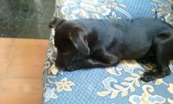 Cachorro ra a SRD idade 2 a 6 meses nome maluzinha