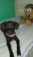 maluzinha