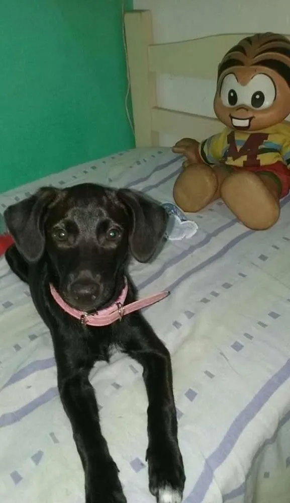 Cachorro ra a SRD idade 2 a 6 meses nome maluzinha