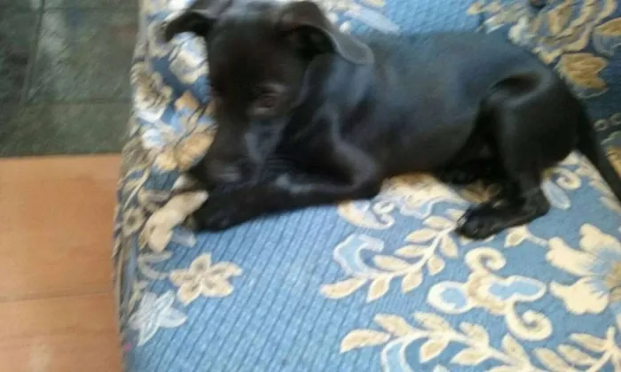 Cachorro ra a SRD idade 2 a 6 meses nome maluzinha