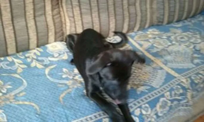 Cachorro ra a SRD idade 2 a 6 meses nome maluzinha