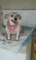 pituxa