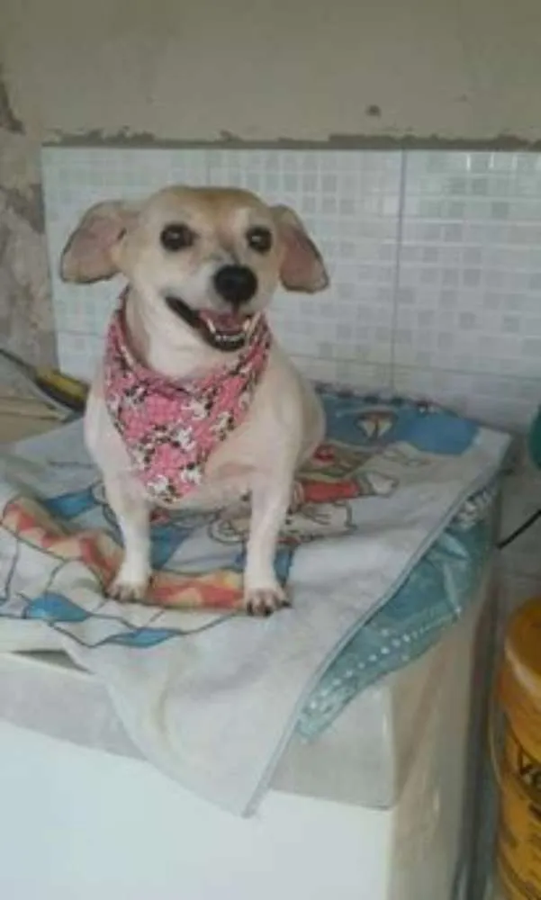 Cachorro ra a Poodle idade 2 anos nome pituxa