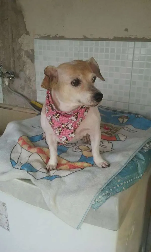 Cachorro ra a Poodle idade 2 anos nome pituxa