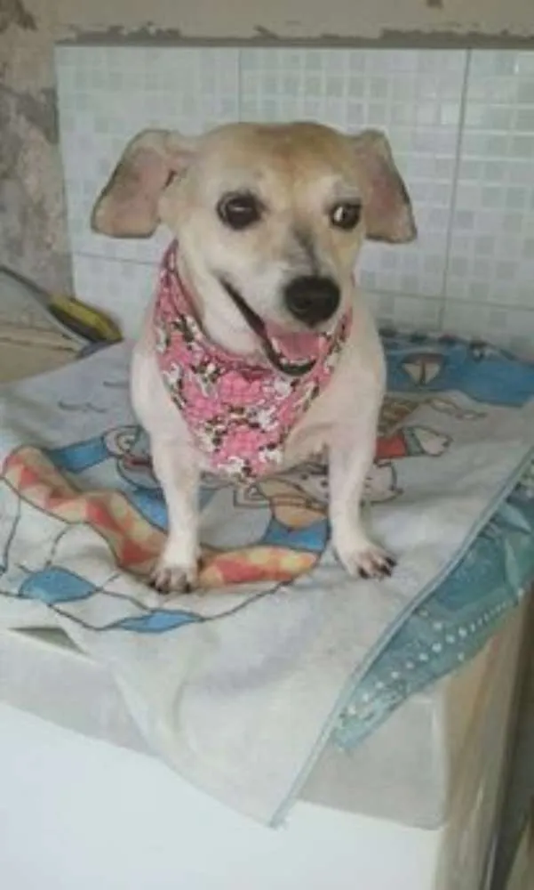 Cachorro ra a Poodle idade 2 anos nome pituxa